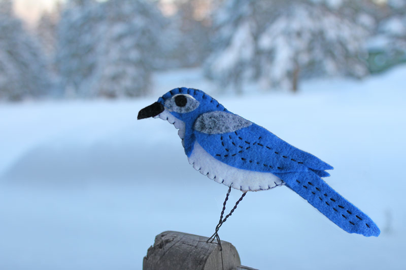 The Curious Scrub Jay