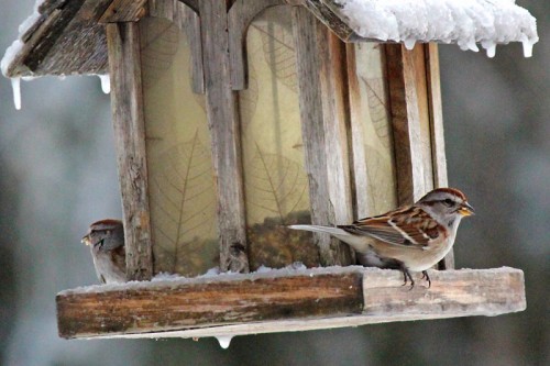 sparrows