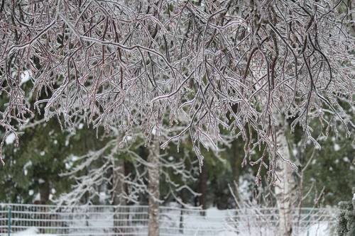 tree-on-ice