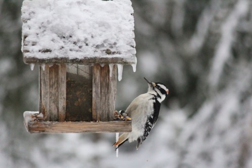 woodpecker