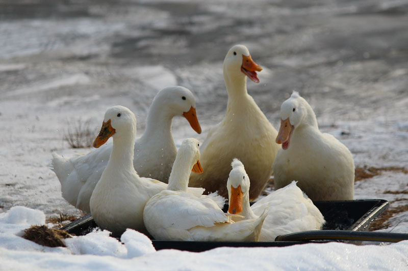 Winter Ducks