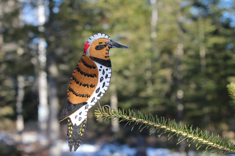 The Gentle Northern Flicker