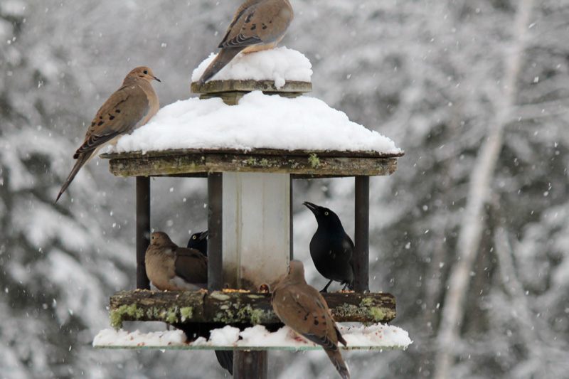 Misplaced Grackle Finds a Friend