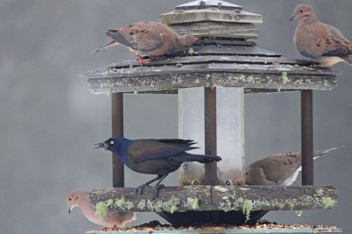 grackle2