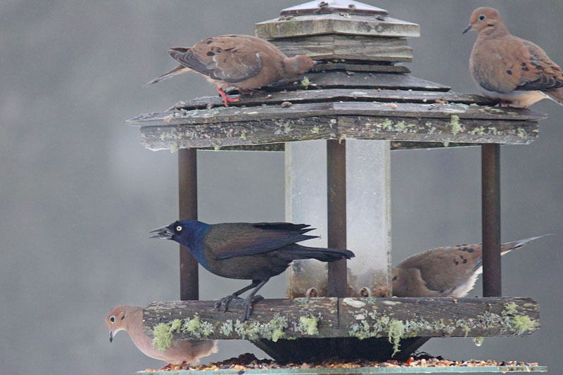 A Misplaced Grackle