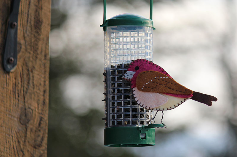 The Pretty Purple Finch