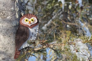 pygmy owl pattern