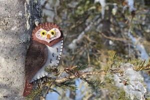 pygmy owl pattern