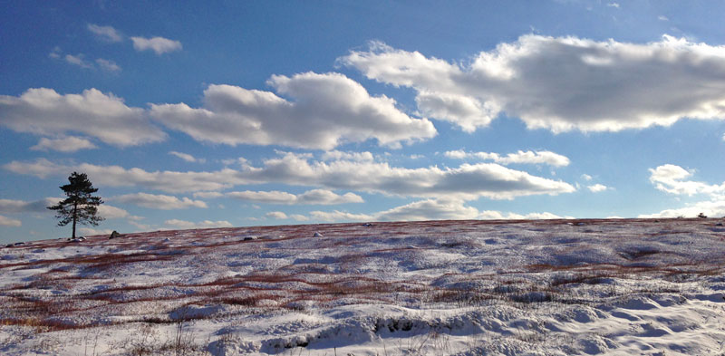 Winter Barrens