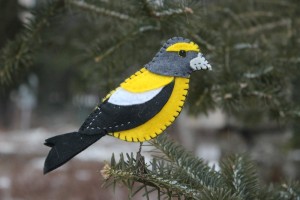 evening grosbeak