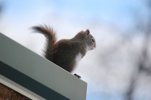 squirrel studing bird feeder