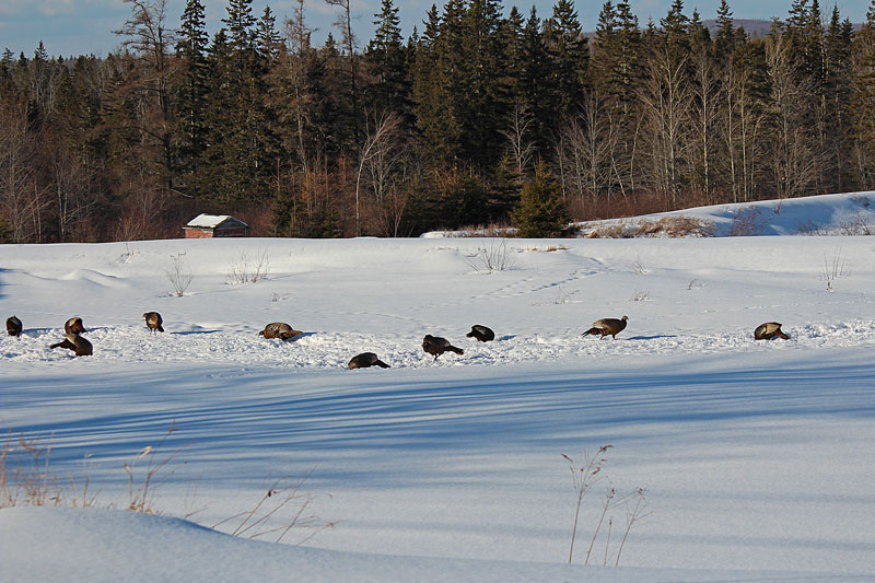 A Gang of Wild Turkeys