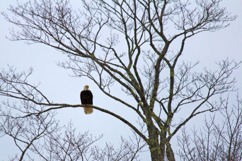 eagle-186