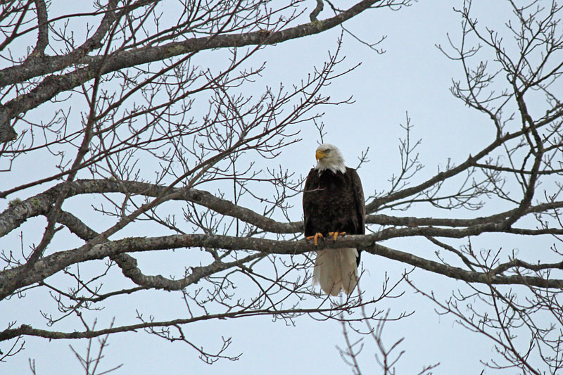 In Search of Bald Eagles