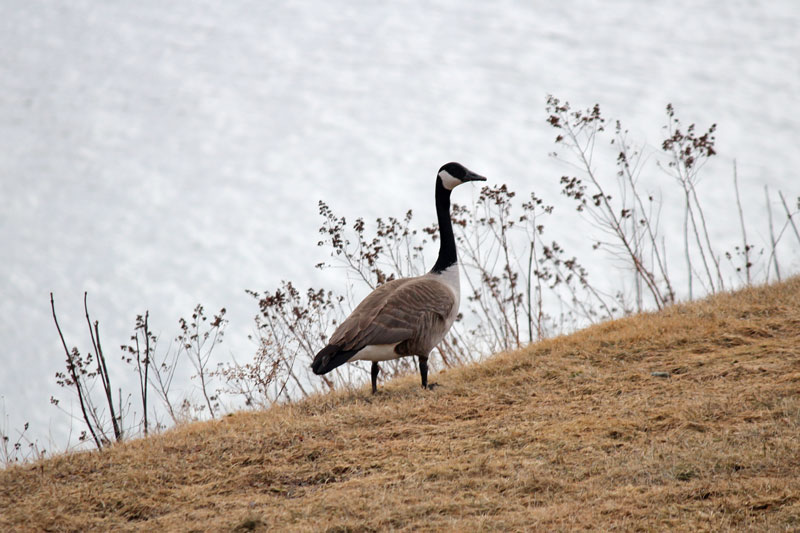 Return of The Canada Goose