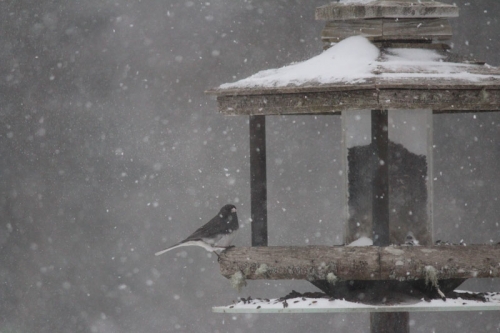 junco