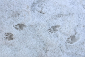 skunk tracks