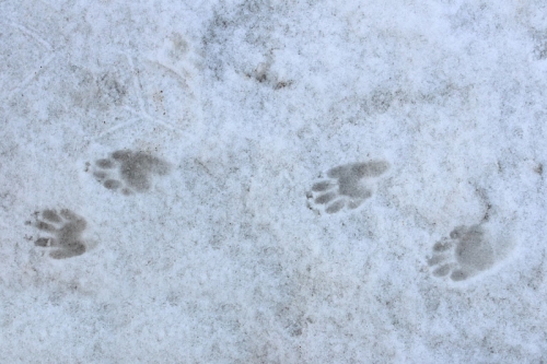 skunk tracks