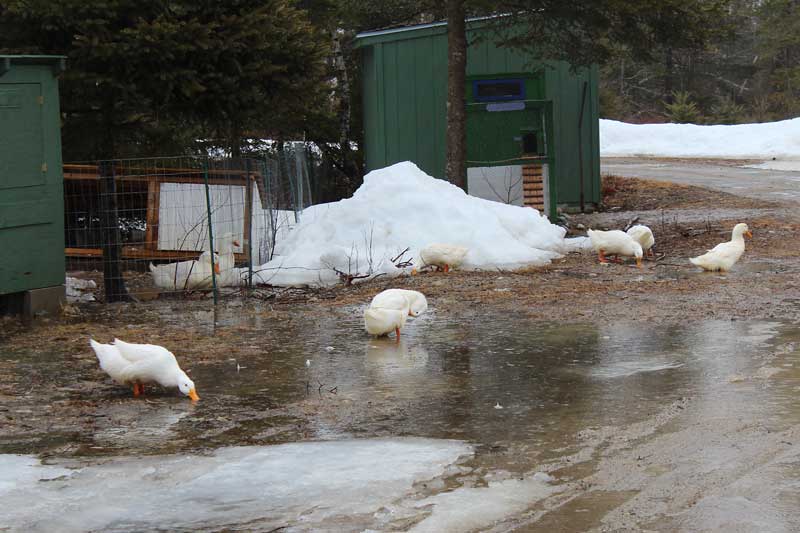 A Good Spring Puddle