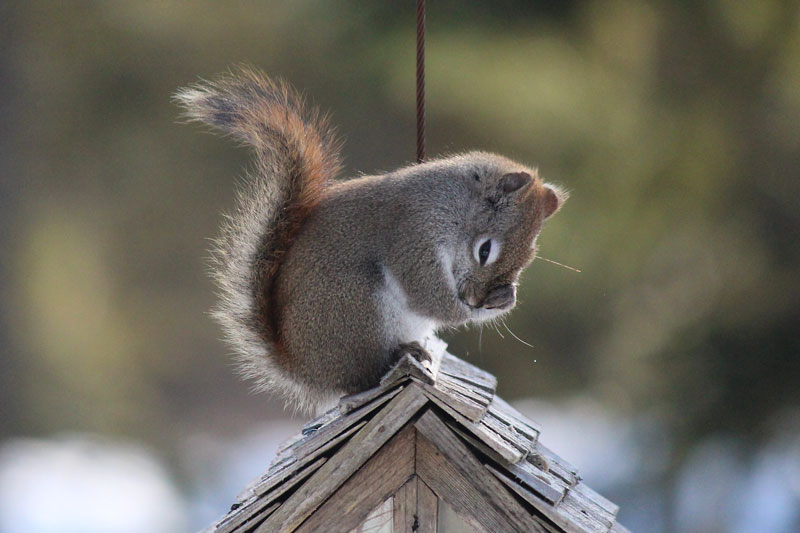 Victory Over The Squirrel