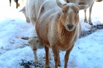 baby and mama lamb