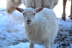 little white lamb