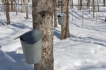 tapped maple trees