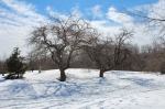 apple trees