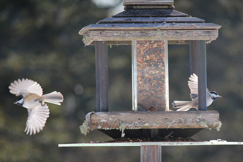 Beauty In Flight