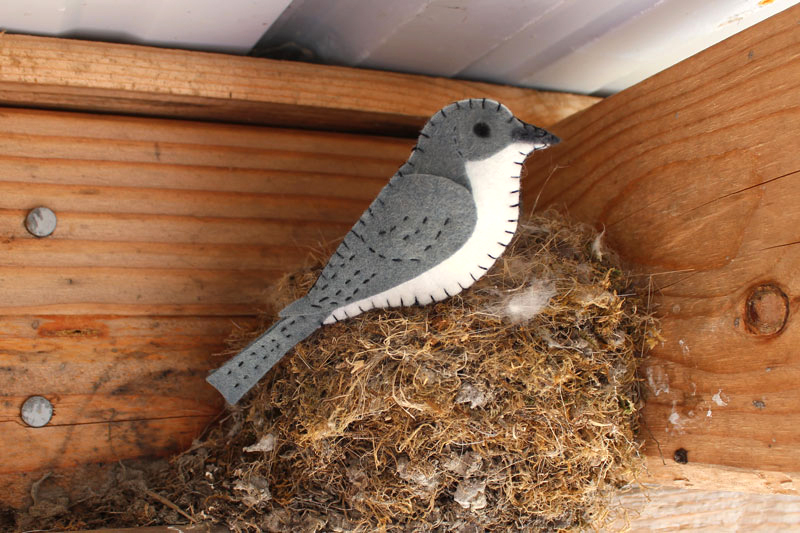 The Familiar Eastern Phoebe