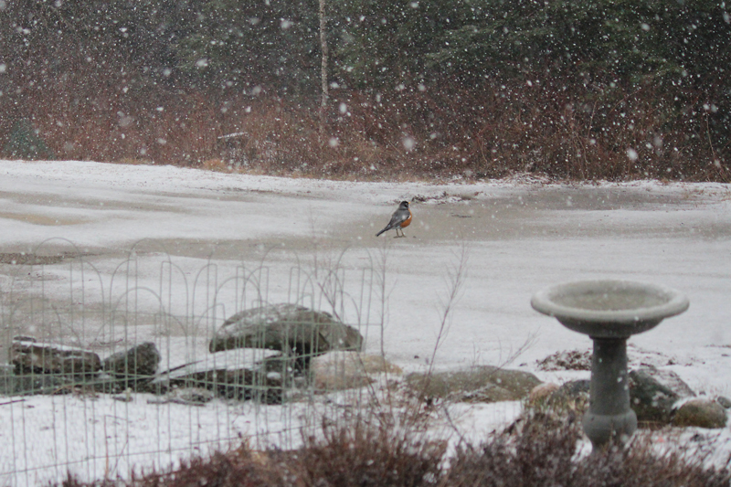 A Robin on a Spring Day