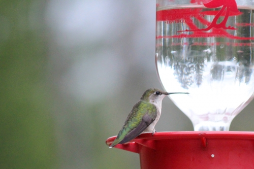 Female ruby throated hummingbird