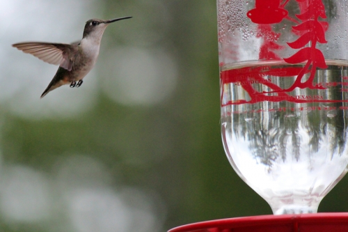 Female ruby throated hummingbird