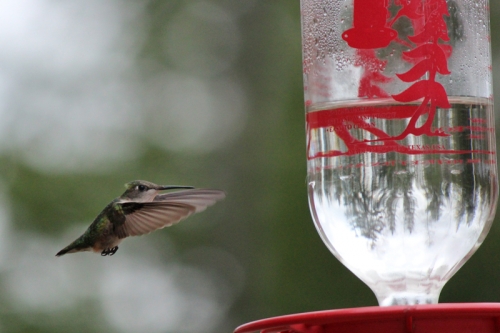 Female ruby throated hummingbird