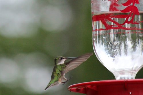 Female ruby throated hummingbird