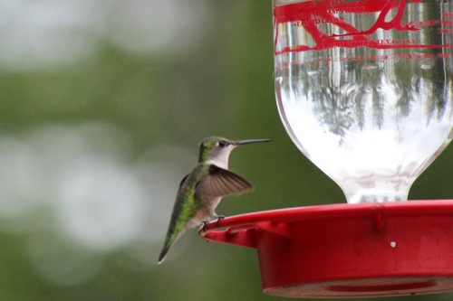 Female ruby throated hummingbird