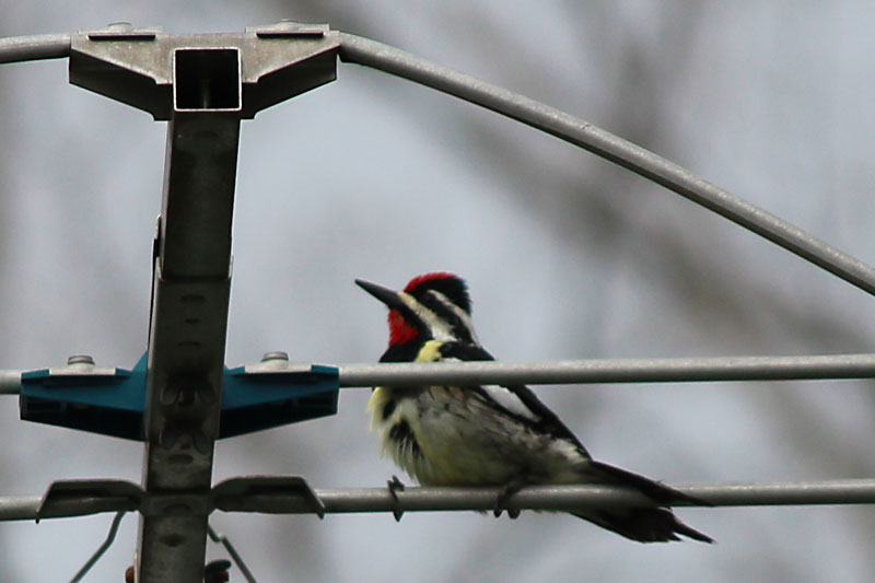 Misguided Yellow-bellied Sapsucker