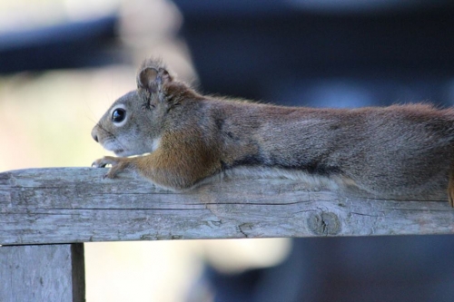 content-squirrel