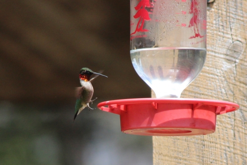 male ruby throated hummingbird