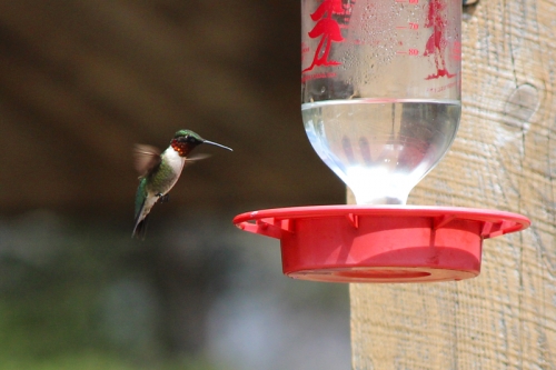 male ruby throated hummingbird