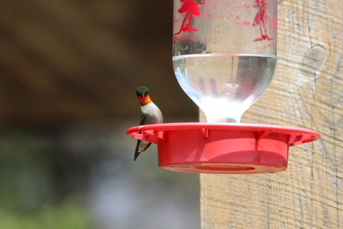 male ruby throated hummingbird