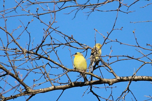 goldfinches