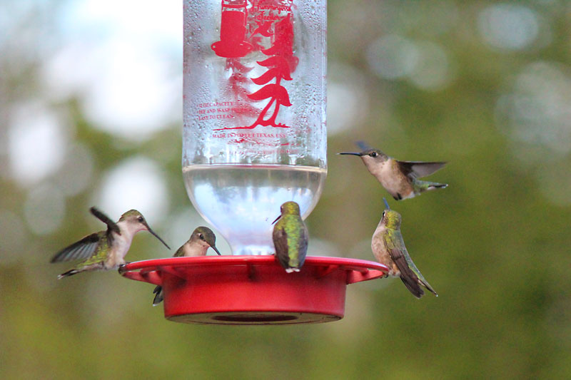 Hummingbird Feeder Cleaning