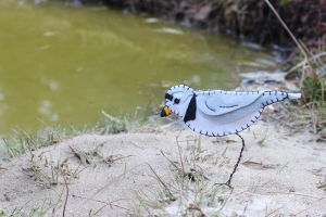 Piping Plover