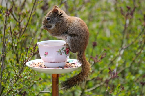 tea cup bird feeder