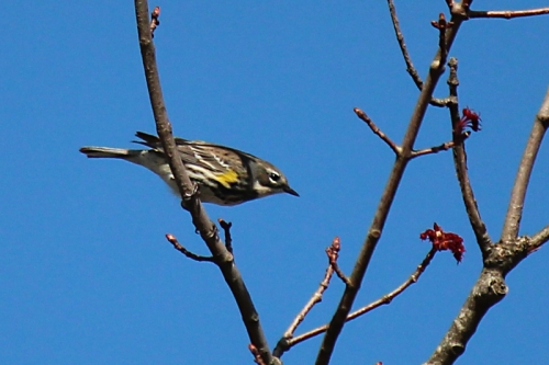 yellow rumped warbler