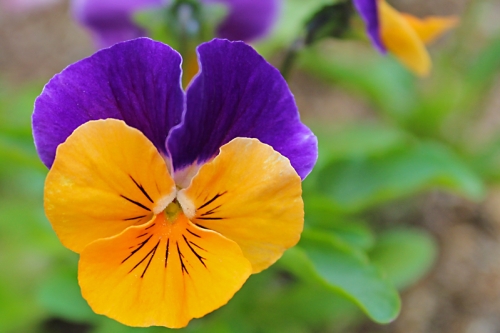 violas