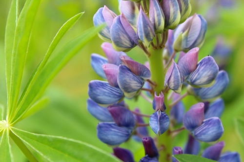 lupins