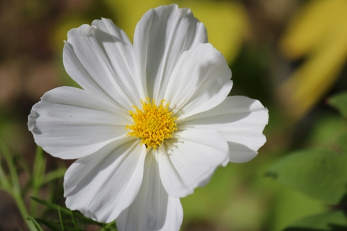 white cosmos