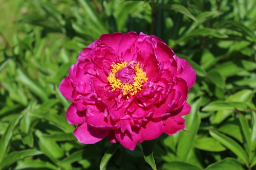 fucshia peony